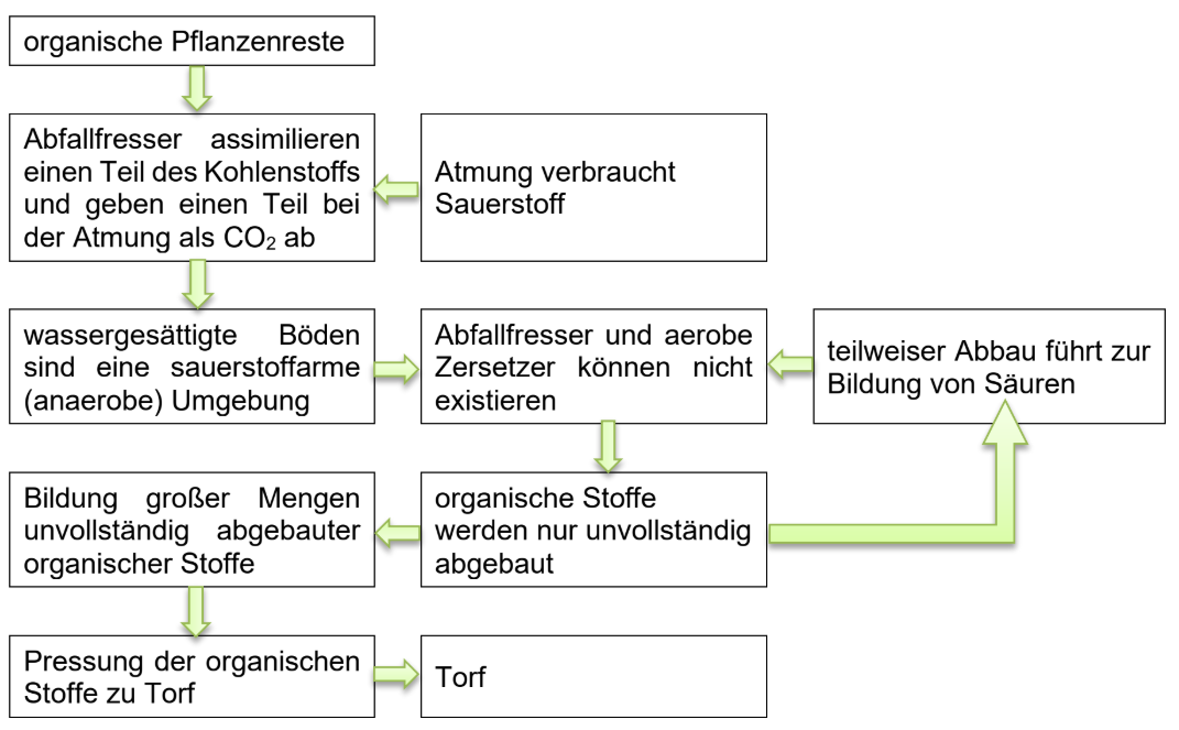 Flussdiagramm: Torfbildung aus organischen Pflanzenresten in sauerstoffarmen, wassergesättigten Böden.